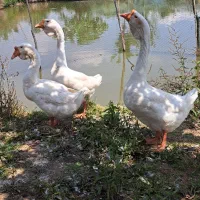 قوغاز لیندا مولد ،یک نر دوماده