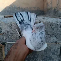 کفتر کبوتر