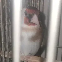 سهره جوجه قفس