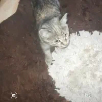 هرجا گربه رو دیدین این گربه تو شهرک آزادی|گربه|اردبیل, |دیوار