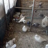 گفتر تهرانی|پرنده|بومهن, |دیوار