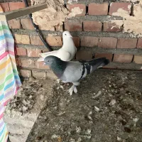 تعدادی ترکیه|پرنده|میاندوآب, |دیوار