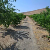 یک قطعه باغ ۲۰۰۰متری در روستای دهبالا