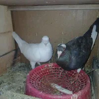 کفتر ساده سبز    قره سرخ.    سفید آلمانی