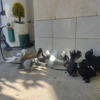 کبوتر طوقی جکسون عراقی با چندتا تزیینی