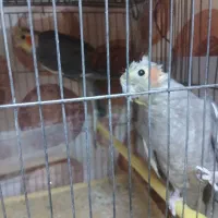 عروس ماده اهلی