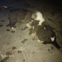 دو توله آلابای|سگ|گمیشان, |دیوار