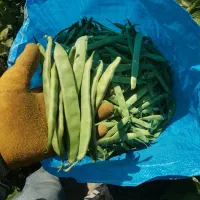 لوبیا چیتی وسبز|خوردنی و آشامیدنی|منجوان, |دیوار