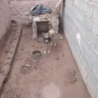 توله سگ یک ساله نر
