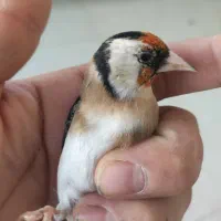 ۶عدد سهره نر جونه|پرنده|بروجرد, |دیوار