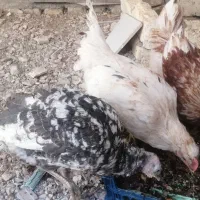 خروس جوان بوقلمون