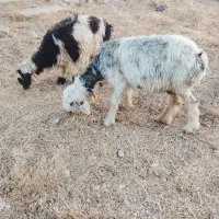 میش بره ۴تا