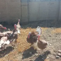 بوقلمون