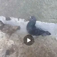 سبز کاکلی فروشی