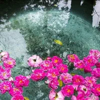 تور 1روزه شاد گلابگیری کاشان ابشار نیاسرVlP