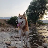واگذاری سگ هاسکی ماده