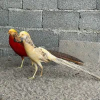 خروس زینتی|حیوانات مزرعه|اردبیل, |دیوار