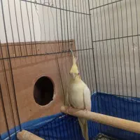 عروس هلندی|پرنده|سلماس, |دیوار