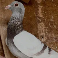 پنج عدد مسافتی پرواز بالا|پرنده|تربتحیدریه, نواب صفوی|دیوار