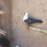 فقط جفت جونه کله سفید باهم
