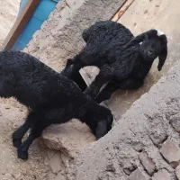 بره نر شیرخور  شالی