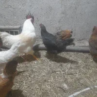معاوضه مرغ چهل تاج