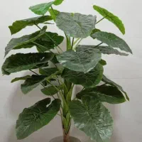 گل و درختچه مصنوعی|گل و گیاه طبیعی|بندر کنگان, |دیوار