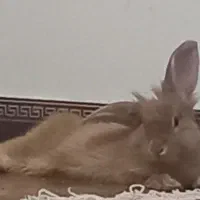 خرگوش|موش و خرگوش|ساری, |دیوار