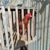 خروس لاری اصیل