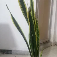 سانسوریا طلایی|گل و گیاه طبیعی|شیروان (خراسان), |دیوار