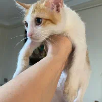 گربه