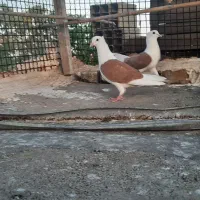 ۳تا نر همه پرنده