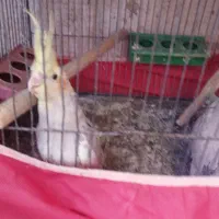 عروس هلندی جوجه ۳ماه