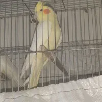 جفت عروس هلندی درجه یک