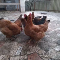 مرغ تخمگذار|حیوانات مزرعه|کلاچای, |دیوار