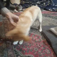 فروش سگ|سگ|مشهد, تلگرد|دیوار