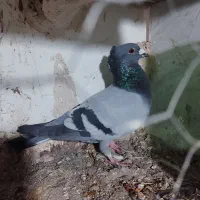 همه نر|پرنده|نیشابور, مازول|دیوار