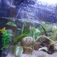 انواع ماهی های زینتی،گوپی،پلاتی،مولی و کوپی زیبا|ماهی|مشهد, طبرسی شمالی|دیوار