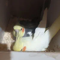 عروس هلندی