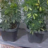 گل پنچ انگشت