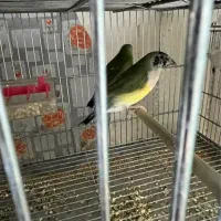تعدادی  فنچ گلدین|پرنده|تهران, انبار نفت|دیوار