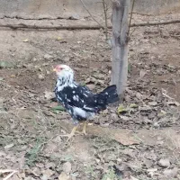تعدادی جوجه گلین