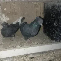 دسته خوشرنگ  طوقی|پرنده|باغ بهادران, |دیوار