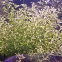 انواع گیاه طبیعی اکواریوم و حلزون بلدر