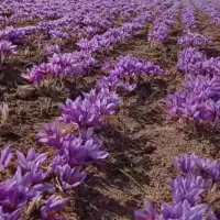 گل زعفران همه روزه موجوده واسه قیمت پیام بدید