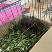 خرگوش|موش و خرگوش|رشت, بوسار|دیوار