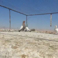 کفتر|پرنده|شیراز, شهرک گلستان|دیوار