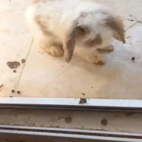 فروش خرگوش لوپو نر خانگی|موش و خرگوش|بندرعباس, |دیوار