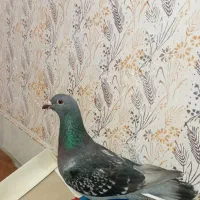 کبوتر صحیح و سالم و زیبا