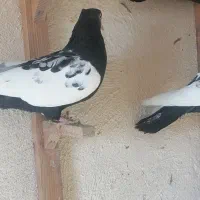 کفتر بهبونی